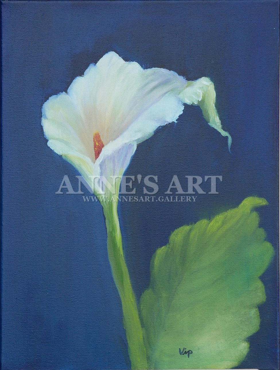 Calla – Eine einzelne Calla steht klar vor tiefem Blau. Die reduzierte Komposition lenkt den Blick auf Licht, Blütenkelch und das satte Grün des Blattes.